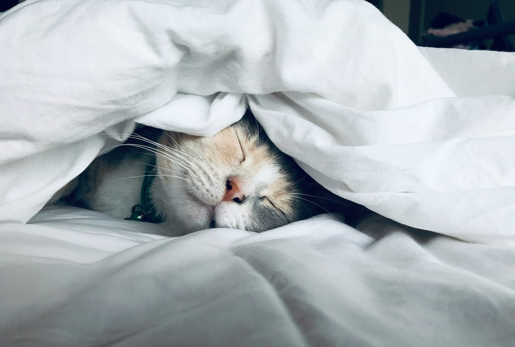 Cat sleeping in blanket