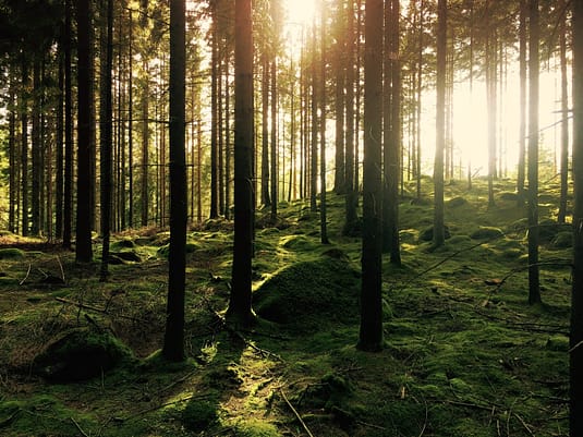 sun shines through a forested area with green grass in the foreground. A peaceful image to imagine to get better sleep.
