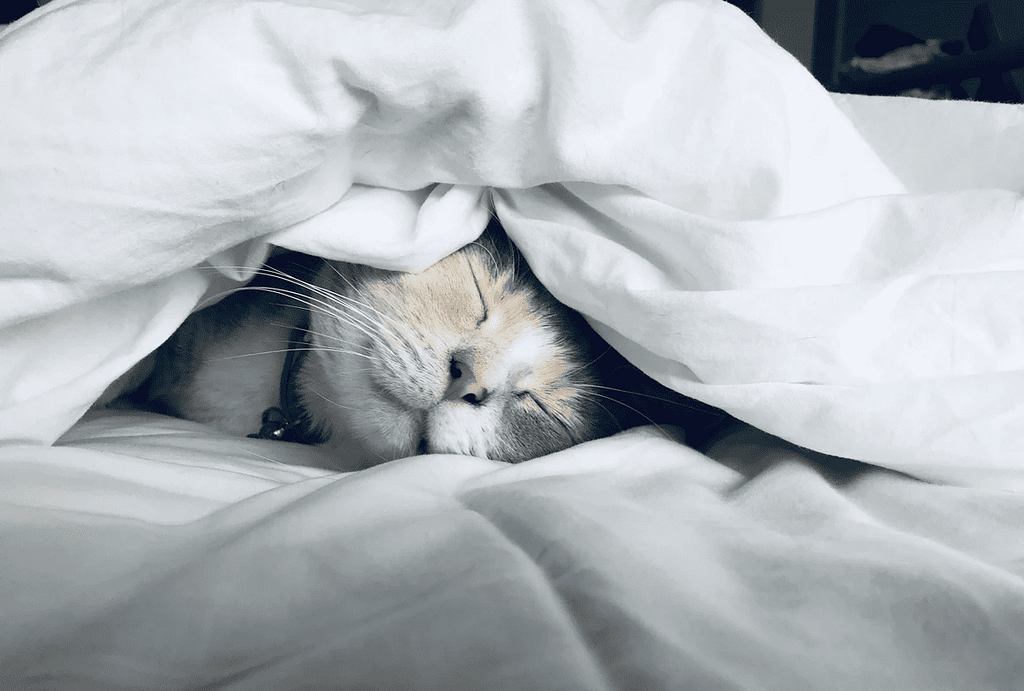 beige and white cat sleeping underneath a white blanket. He must have high sleep efficiency.