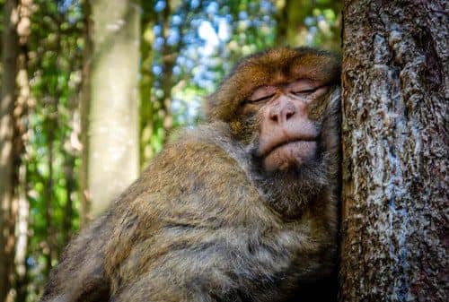 Monkey sleeping in a tree sleeps better at night